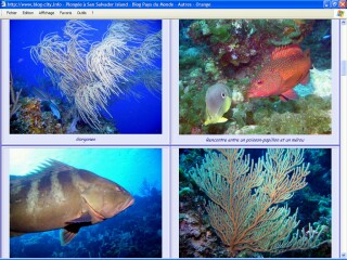 Pays du Monde - Bahamas - Plong�e � San Salvador Island