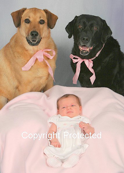 don't you think it's a cute family .. Animals - Dogs, Cats - hey everyone theres alot...