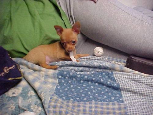 this i so relaxing - Animals - Dogs, Cats - hey everyone theres alot...