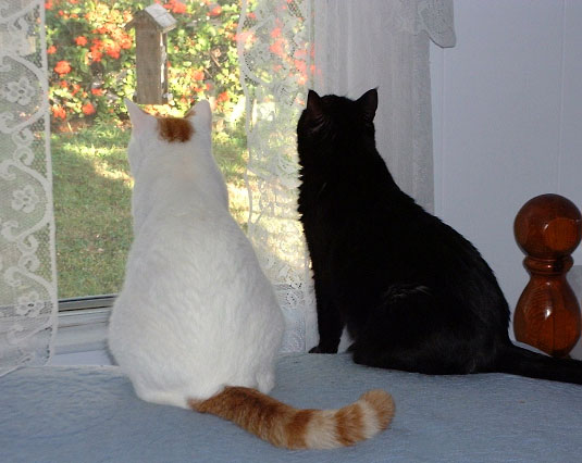 It's a good day don't ya'll think? - Animals - Dogs, Cats - hey everyone theres alot...