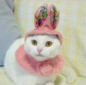 holoween lol - Animals - Dogs, Cats - hey everyone theres alot...