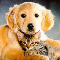 so cute - Animals - Dogs, Cats - hey everyone theres alot...