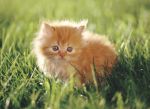 where's my mommy meow - Animals - Dogs, Cats - hey everyone theres alot...