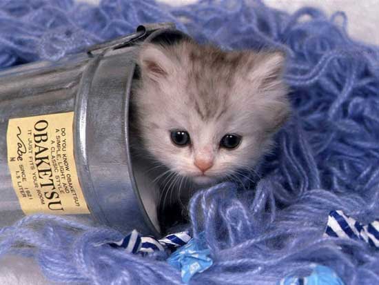 OH i'm stuck - Animals - Dogs, Cats - hey everyone theres alot...