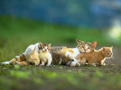 LOOK how  cuties - Animals - Dogs, Cats - hey everyone theres alot...