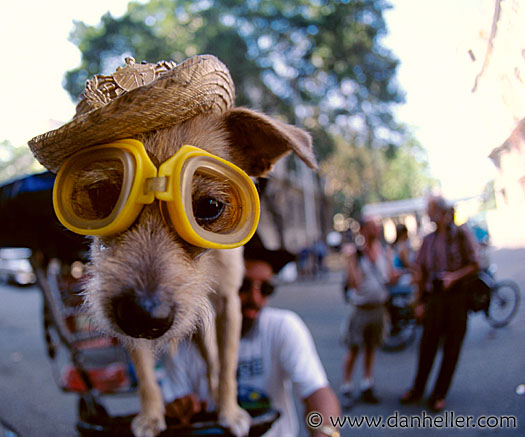 look he's heading for the pool - Animals - Dogs, Cats - hey everyone theres alot...