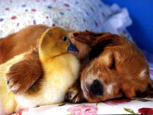 Aww......... - Animals - Dogs, Cats - hey everyone theres alot...