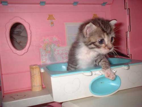 where's mommy she's late for my bat.. Animals - Dogs, Cats - hey everyone theres alot...