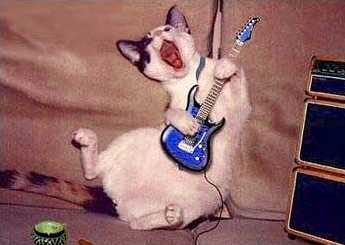 Rock on Dudes - Animals - Dogs, Cats - hey everyone theres alot...
