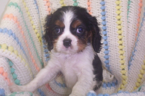 I'm hungry! - Animals - Dogs, Cats - hey everyone theres alot...