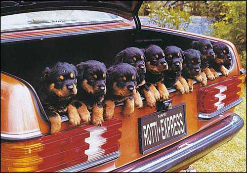 what are we doing here - Animals - Dogs, Cats - hey everyone theres alot...