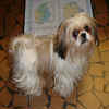 ay there's nothing to see here bye .. Animals - Dogs, Cats - hey everyone theres alot...