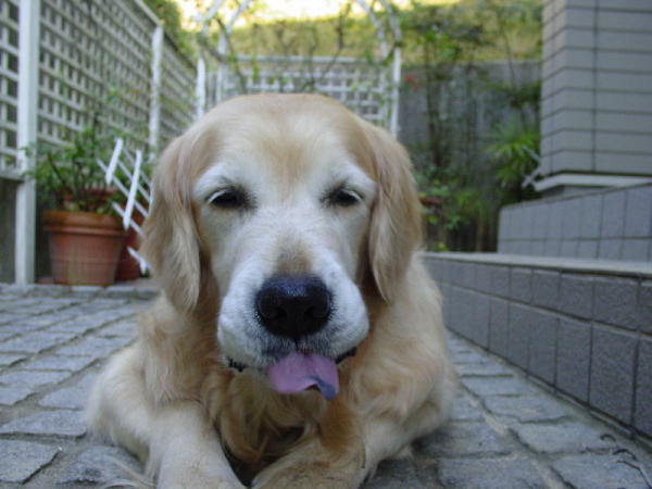 She was Ice cube in the movie Are W.. Animals - Dogs, Cats - hey everyone theres alot...