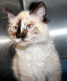 This cat looks like a .. Animals - Dogs, Cats - 