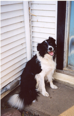 Oreo -  Animals - Dogs, Cats - 