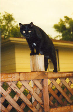Salem -  Animals - Dogs, Cats - 