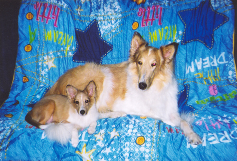 Sonny and Lassie -  Animals - Dogs, Cats - 