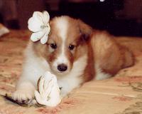 This is an adorable Ha.. Animals - Dogs, Cats - 