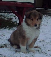 This is a cute Collie .. Animals - Dogs, Cats - 