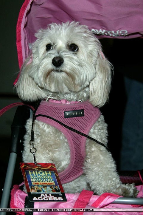 It's Ashley's dog, Blondie! And she.. Music - Ashley Tisdale