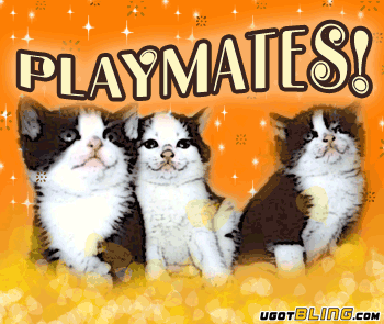 These kittens are so c.. Animals - 