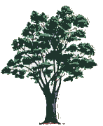 narra The narra tree is a sturdy .. Philippines