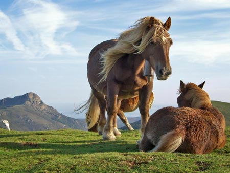 Los caballos son anima.. Animales - Mam�feros - 