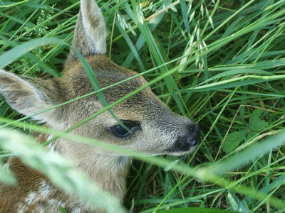  Animaux - Mammif�res - 
