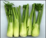 GRATIN DE FENOUILCoup.. Alg�rie - Villes et Villages - 