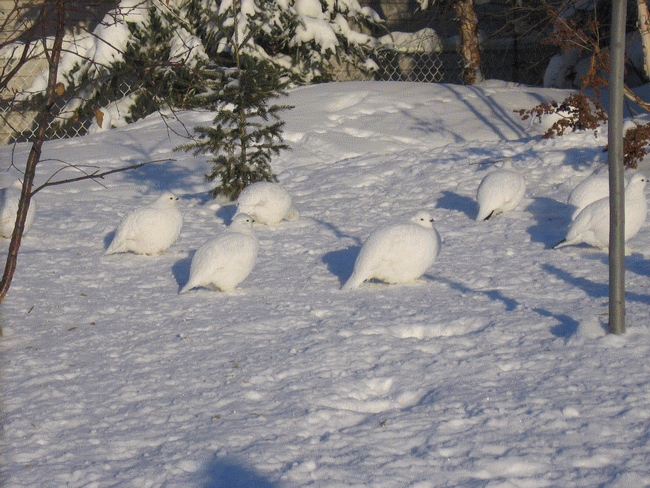  Canada - Climat, M�t�o - 