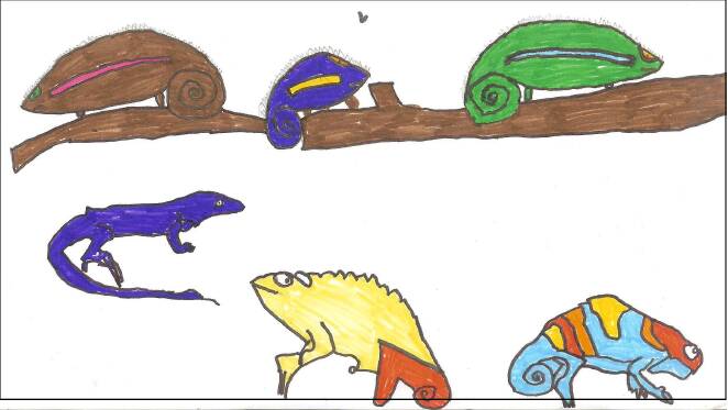  Animaux - 