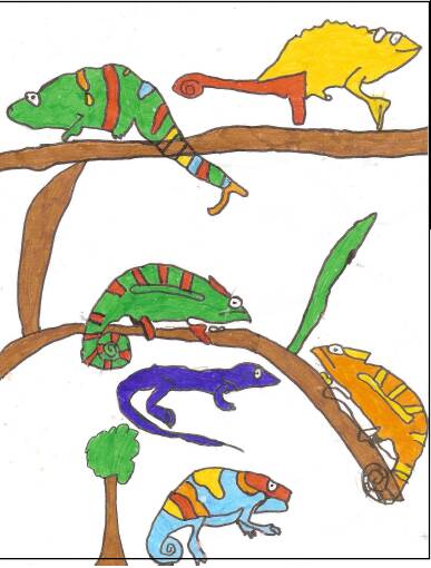  Animaux - 