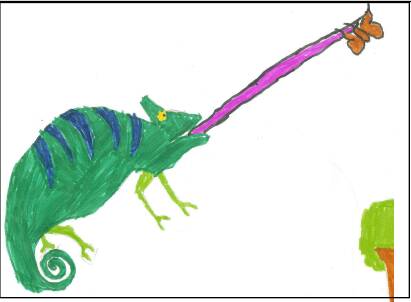  Animaux - 