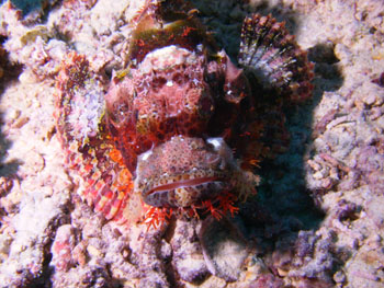 Poisson scorpion -  Papouasie Nouvelle Guin�e - Tourisme - 