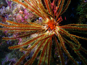 Comanthina nobilis -  Papouasie Nouvelle Guin�e - Tourisme - 