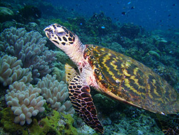Tortue de Hawksbill -  Papouasie Nouvelle Guin�e - Tourisme - 