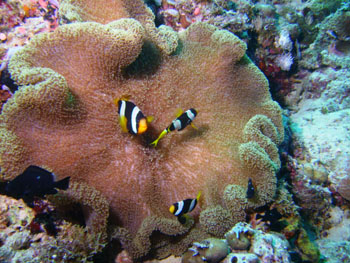 Poisson clown amphipri.. Papouasie Nouvelle Guin�e - Tourisme - 