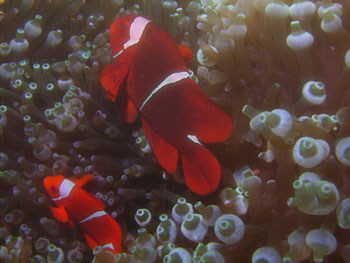 Poisson clown amphipri.. Papouasie Nouvelle Guin�e - Tourisme - 