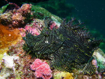 Poisson scorpion rhino.. Papouasie Nouvelle Guin�e - Tourisme - 