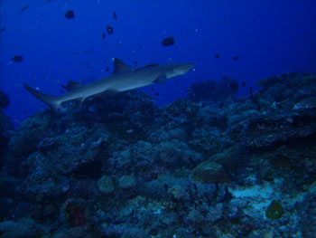 Requin pointe blanche .. Papouasie Nouvelle Guin�e - Tourisme - 