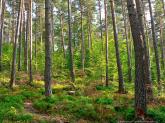Penser � la nature !!!.. France - Faune, Flore - 
