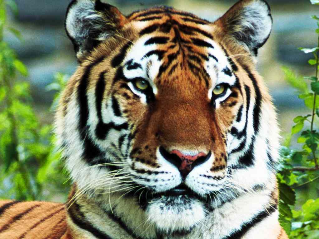un tiger - Artisans - B�timent - abdoulaye50@yahoo.fr
